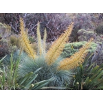 Aciphylla glaucescens (Feathery Spaniard)