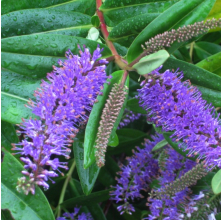 Veronica speciosa Blue (Hebe speciosa Blue)