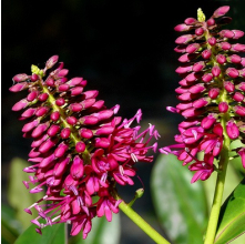 Veronica speciosa Flame (Hebe speciosa Flame)