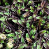 Leptinella squalida Platts Black (Brass Buttons)