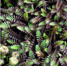 Leptinella squalida Platts Black (Brass Buttons)