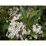 Olearia cheesmanii (Streamside Daisy)