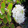 Veronica decumbens (Hebe decumbens)