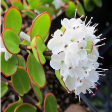 Veronica decumbens (Hebe decumbens)