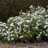 Veronica decumbens (Hebe decumbens)