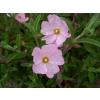 Cistus skanbergii (Rockrose)