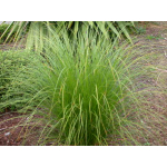 Carex secta (Sedge)