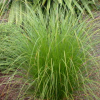Carex secta (Pukio, Swamp Sedge)
