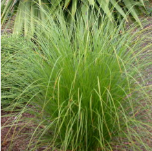 Carex secta (Pukio, Swamp Sedge)