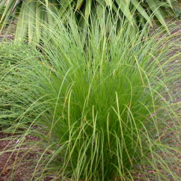 Secta Plant Carex secta Pukio Sedge | Christchurch Canterbury