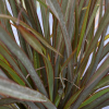 Phormium Surfer Bronze (Dwarf Bronze Flax)