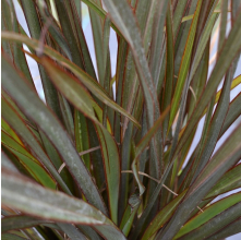 Phormium Surfer Bronze (Dwarf Bronze Flax)