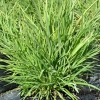 Phormium Pepe (Dwarf Green Flax)