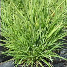 Phormium Pepe (Dwarf Green Flax)