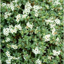 Pimelea prostrata (Pinatoro, NZ Daphne)