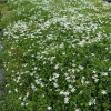 Lobelia angulata (Panakenake, Pratia Angulata)