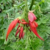 Clianthus puniceus rosea (Red kaka beak)