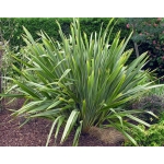 Phormium tenax