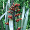 Phormium tenax (Harakeke, Swamp Flax)