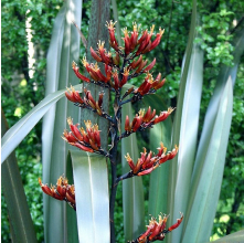 Phormium tenax (Harakeke, Swamp Flax)