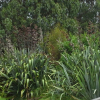 Phormium tenax (Harakeke, Swamp Flax)