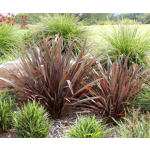 Phormium tenax purpurea