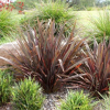 Phormium tenax Purpurea (Purple Swamp Flax)