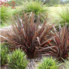 Phormium tenax Purpurea (Purple Swamp Flax)