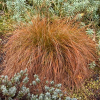 Carex testacea (Speckled Sedge, Orange Sedge)