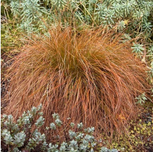 Carex testacea (Speckled Sedge, Orange Sedge)