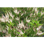 Prunus lusitanica (Portuguese Laurel)