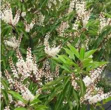 Prunus lusitanica (Portuguese Laurel)