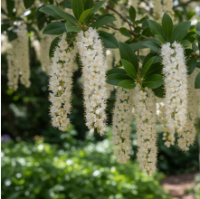 Prunus lusitanica (Portuguese Laurel)