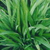 Phormium Emerald Gem (Dwarf Green Flax)