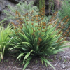 Phormium Emerald Gem (Dwarf Mountain Flax)