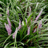 Liriope muscari Samantha (Pink Liriope)