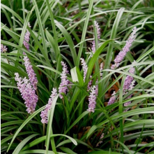 Liriope muscari Samantha (Pink Liriope)