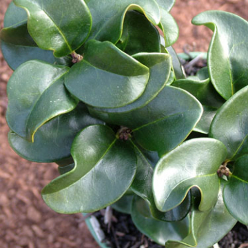 Ligustrum rotundifolium, (Japanese Privet)