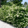 Ligustrum rotundifolium (Japanese Privet)