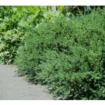 Podocarpus nivalis (Snow Totara)