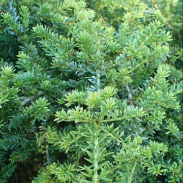 tree thuja Green Giant Arborvitae Tree