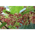 Aristotelia serrata (Wineberry)