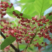 Aristotelia serrata (Makomako, Wineberry)