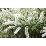 Hebe salicilfolia