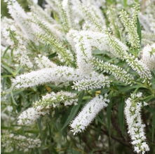 Veronica salicifolia (Koromiko, Hebe salicifolia)