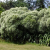 Veronica salicifolia (Koromiko, Hebe salicifolia)