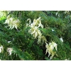 Clianthus puniceus alba (White Kaka Beak)