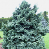 Chamaecyparis pisifera Boulevard (Sawara Cypress)