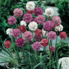 Armeria (Thrift)