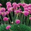 Armeria Pink (Thrift Pink)
